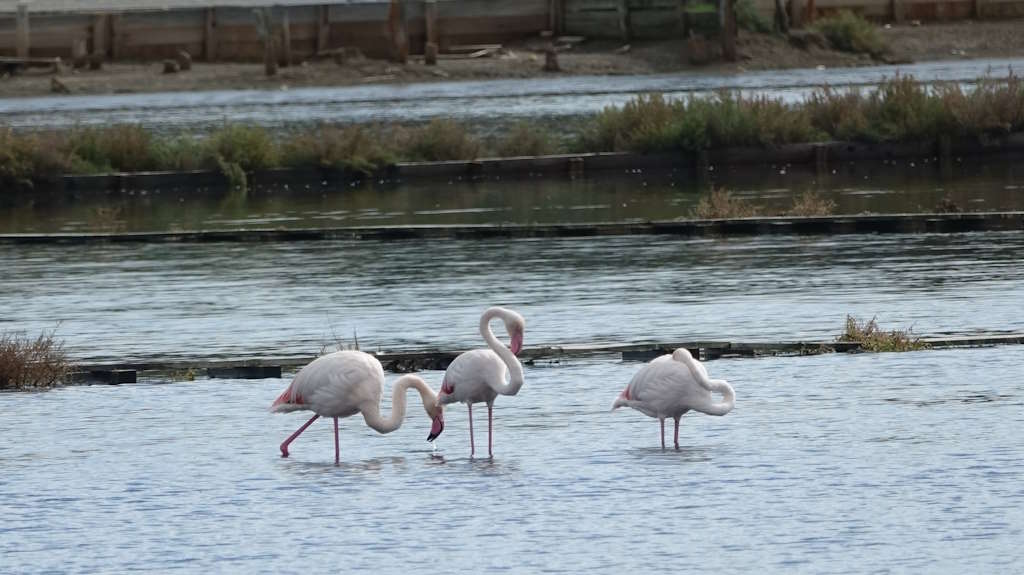 Flamencos exóticos de nuevo en la laguna de Nin, un evento inusual que sorprendió a ninanos y turistas